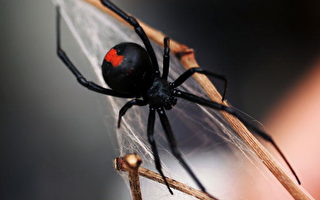 巨毒「黑寡婦」蜘蛛襲擊美國北部