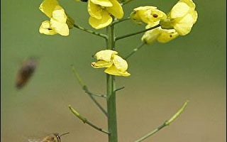 研究：欧陆蜜蜂和花卉生物多样性锐减