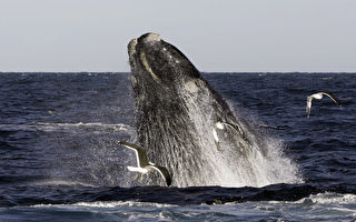 澳研發人道研究法　鯨魚皮屑可測出鯨魚年齡