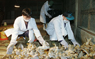 世衛確定當前禽流感最早始於中國