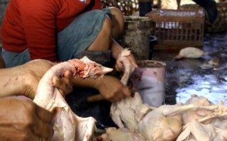 印尼禽流感死亡第四十五起案例