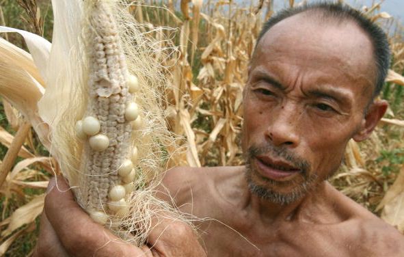 张惠东：为什么中共要求减少玉米和大豆的消费？  | 饲料| 人类和牲畜争夺食物| 经济压力