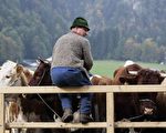 英國一些農場主人認為牛的哞叫聲因地區而有不同口音(Photo by Jan Pitman/Getty Images)