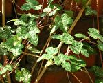 药用植物  小本山葡萄