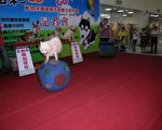 動物保護宣導 狗明星走秀