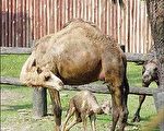 動物園新兵 單峰小駱駝亮相