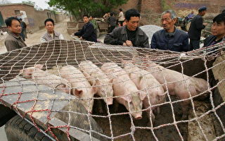 上海数百人瘦肉精中毒
