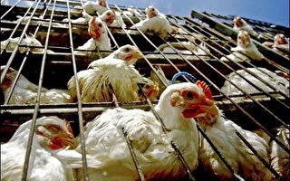 印尼再傳禽流感 疑似人傳人集體感染