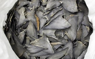 非法進口鯊魚翅 卑詩省公司被罰6萬元