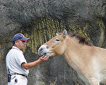 另類教師　動物褓姆胡鍾源愛心耐心馴野馬