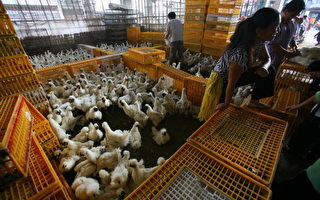 H5N1禽流感 18個月損失10億美元