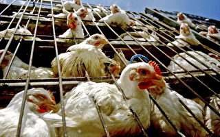 內蒙包頭市死家禽驗出H5N1禽流感病毒