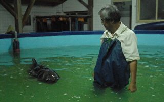 府城抢救花纹海豚 仍无法进食