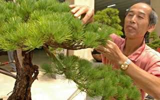台灣國寶百年五葉松 中縣壯觀展出