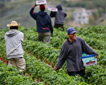 严打非法移民 影响美国农业和经济