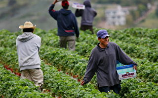 严打非法移民 影响美国农业和经济