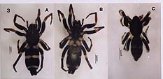 台南四草生態區  發現全球新品種蜘蛛