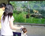 動物園非洲動物區 新設獅子廊道 平面視窗看獅王