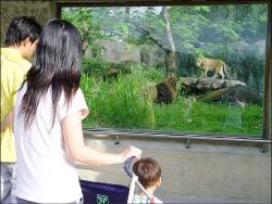 动物园非洲动物区 新设狮子廊道 平面视窗看狮王