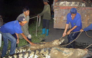 水患肆虐 泰国政府呼吁民众小心鳄鱼