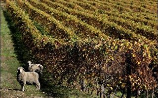 研究：全球氣候暖化將重創澳洲葡萄酒業者