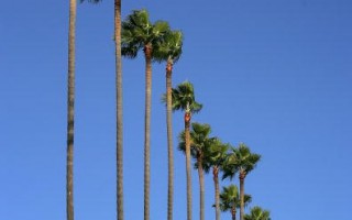 组图：棕榈树洛杉矶“失势”