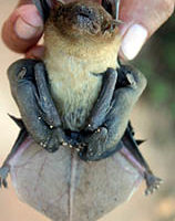 金管處：金門蝙蝠生態資源豐富