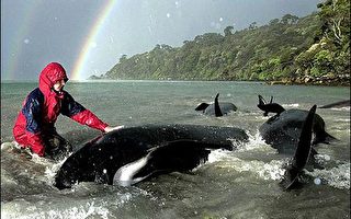 纽西兰保育人士决定牺牲小鲸拯救四十头鲸鱼