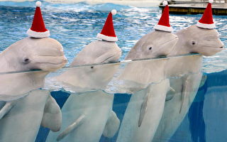 圖文：東京大白鯨戴聖誕帽表演