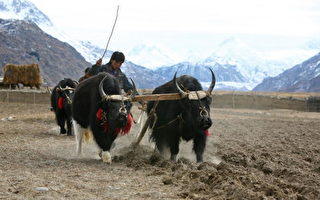 一头牦牛冲进甘肃一高校 学生四散奔逃