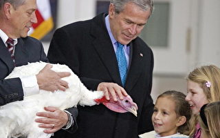 感恩节前夕 布什循例特赦两只火鸡