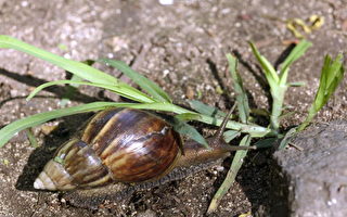 研究: 蜗牛的毒素可减缓人类病痛