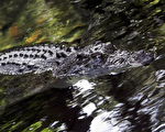 昆州熱門旅遊點現巨鱷 當侷促人們保持警惕