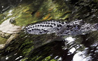 昆州热门旅游点现巨鳄 当局促人们保持警惕