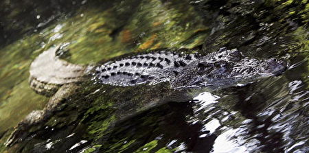 澳洲《驯鳄手》明星赖特妨碍司法 锒铛入狱