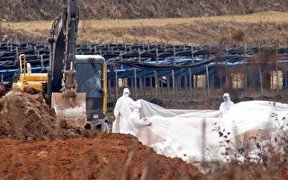 南韩扑杀数以万计家禽以遏制禽流感蔓延