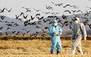 韩国扩大宰杀家禽防止禽流感蔓延