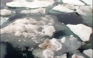 研究：北冰洋冰原可能在二零八零年前溶化