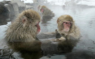 組圖：日本地獄谷猴子 泡湯之樂樂無窮