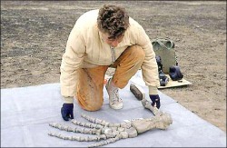 图片新闻:蛇颈龙化石 南极出土