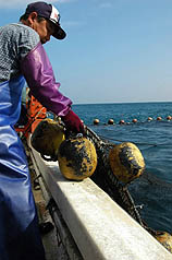 馬爾他籍貨輪吉尼號在宜蘭蘇澳外海擱淺、漏油後，二十五日有漁民發現他們的定置漁網器具，疑似遭到燃油污染//中央社