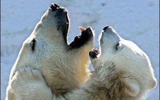 美提议将北极熊指定为濒危物种