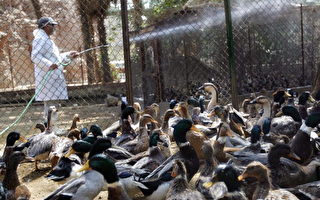 埃及發現禽流感從禽鳥傳至人