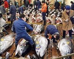 东京筑地新年鲔鱼拍卖　一公斤5514元台币