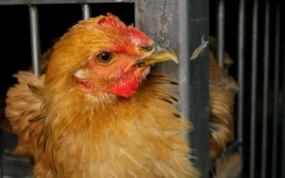 世衛公布中國今年第一件人染禽流感例