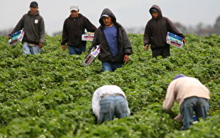 美國非法移民農工「藍卡」議案提出