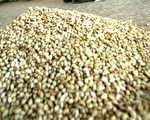 食物過敏治療新方法:口服免疫療法