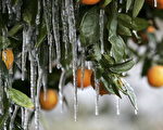 加州的重要作物柑橘面临大批冻死的威胁(Justin Sullivan/Getty Images)