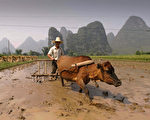 有学者建议中国可以借鉴台湾农村土地改革的经验，把土地分给农民。(PETER PARKS/AFP/Getty Images)