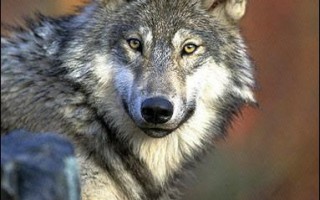 美国三州野狼将自濒临绝种动物名单除名
